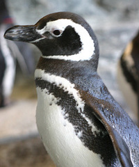 新しいペンギン。Googleさんの検索アルゴリズムがアップデート？